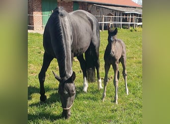 Westphalian, Stallion, , 16,3 hh, Black
