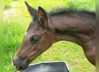 Westphalian, Stallion, , 16,3 hh, Black