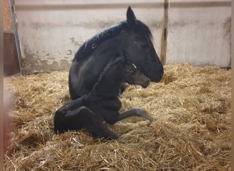 Westphalian, Stallion, , 16,3 hh, Black