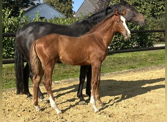 Westphalian, Stallion, Foal (05/2025), 16,3 hh, Chestnut