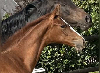 Westphalian, Stallion, Foal (05/2025), 16,3 hh, Chestnut