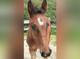 Westphalian, Stallion, Foal (06/2025), 16,3 hh, Smoky-Black