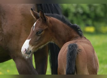 Westphalian, Stallion, , 17 hh, Brown