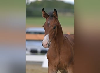 Westphalian, Stallion, , 17 hh, Brown