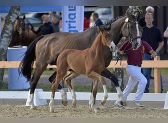 Westphalian, Stallion, , 17 hh, Brown
