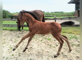 Westphalian, Stallion, Foal (06/2025), 17 hh, Brown