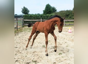 Westphalian, Stallion, Foal (06/2025), 17 hh, Brown