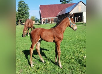 Westphalian, Stallion, Foal (06/2025), 17 hh, Brown