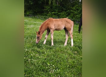 Westphalian, Stallion, Foal (02/2025), 17 hh, Chestnut-Red
