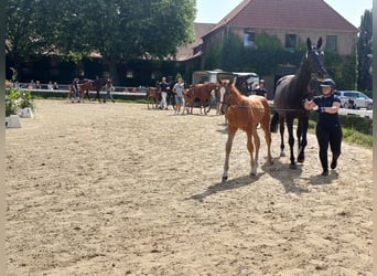 Westphalian, Stallion, Foal (02/2025), 17 hh, Chestnut-Red