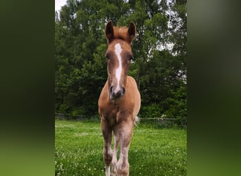 Westphalian, Stallion, Foal (02/2025), 17 hh, Chestnut-Red