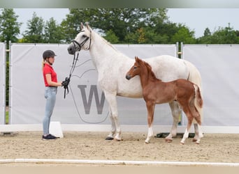 Westphalian, Stallion, Foal (05/2024), 17 hh, Gray-Red-Tan