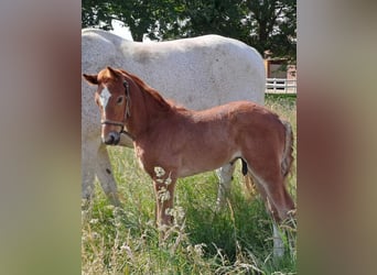 Westphalian, Stallion, Foal (05/2024), 17 hh, Gray-Red-Tan