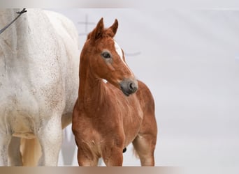 Westphalian, Stallion, Foal (05/2024), 17 hh, Gray-Red-Tan