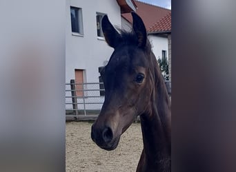 Westphalian, Stallion, Foal (05/2023), Bay-Dark
