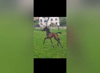 Westphalian, Stallion, Foal (05/2023), Bay-Dark