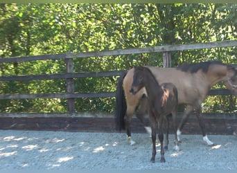 Westphalian, Stallion, Foal (06/2026), Bay-Dark