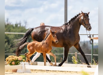 Westphalian, Stallion, Foal (06/2023), Bay-Dark