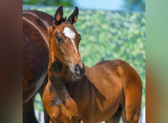 Westphalian, Stallion, Foal (06/2026), Bay-Dark