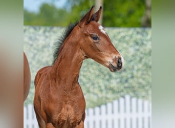 Westphalian, Stallion, , Bay-Dark
