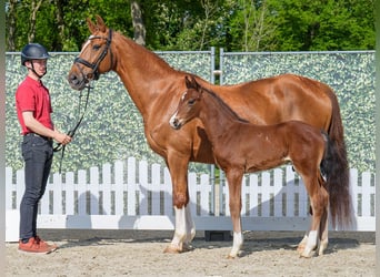 Westphalian, Stallion, , Bay-Dark