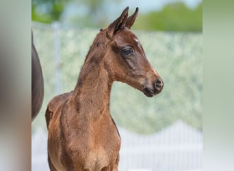 Westphalian, Stallion, , Bay-Dark