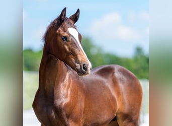 Westphalian, Stallion, Foal (02/2026), Bay-Dark