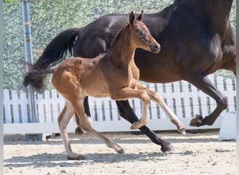 Westphalian, Stallion, , Bay-Dark