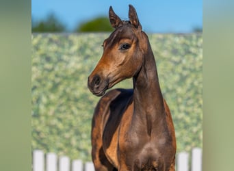 Westphalian, Stallion, Foal (04/2026), Bay-Dark