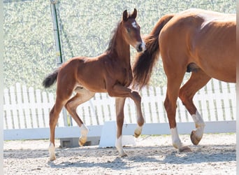 Westphalian, Stallion, , Bay-Dark