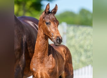 Westphalian, Stallion, Foal (05/2026), Bay-Dark