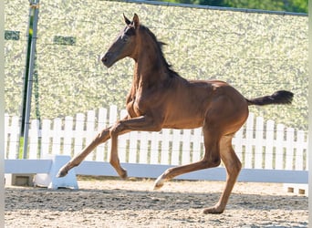 Westphalian, Stallion, Foal (05/2026), Bay-Dark