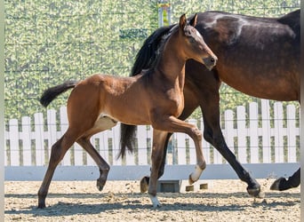 Westphalian, Stallion, Foal (05/2026), Bay-Dark