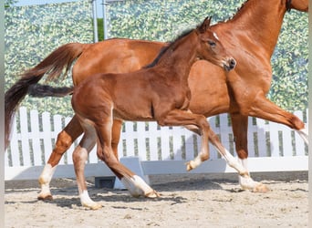 Westphalian, Stallion, , Bay-Dark