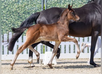 Westphalian, Stallion, , Bay-Dark