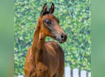 Westphalian, Stallion, Foal (06/2026), Bay-Dark