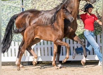 Westphalian, Stallion, Foal (05/2026), Bay-Dark