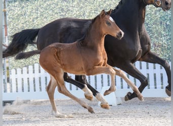 Westphalian, Stallion, , Bay-Dark