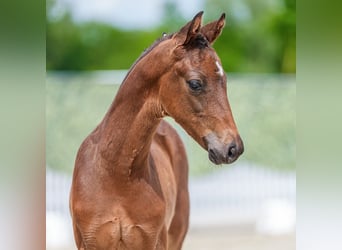Westphalian, Stallion, Foal (04/2026), Bay-Dark