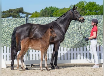 Westphalian, Stallion, , Bay-Dark