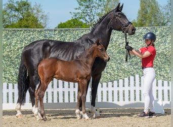 Westphalian, Stallion, , Bay-Dark