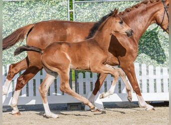 Westphalian, Stallion, Foal (03/2026), Bay-Dark