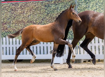Westphalian, Stallion, Foal (04/2026), Bay-Dark