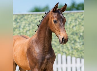 Westphalian, Stallion, Foal (04/2026), Bay-Dark