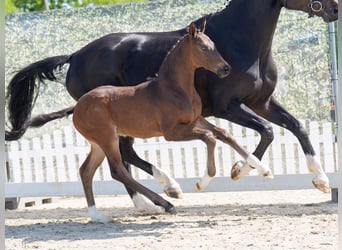 Westphalian, Stallion, , Bay-Dark