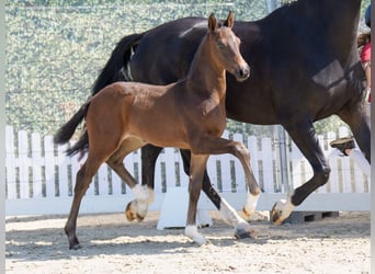 Westphalian, Stallion, , Bay-Dark