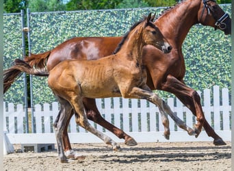 Westphalian, Stallion, Foal (05/2026), Bay-Dark
