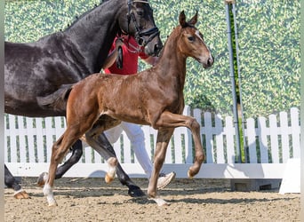 Westphalian, Stallion, Foal (04/2026), Bay-Dark