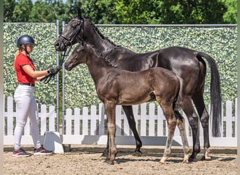 Westphalian, Stallion, , Bay-Dark