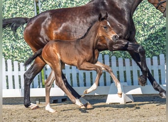 Westphalian, Stallion, , Bay-Dark
